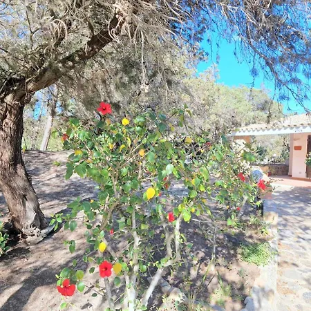 Ibiscus, Notteri Villasimius